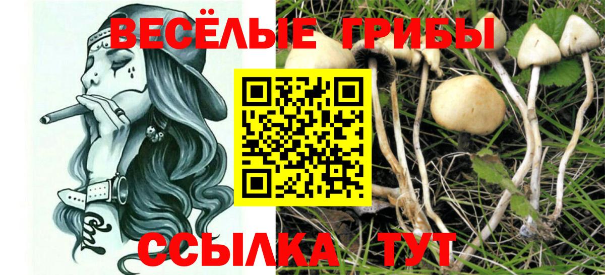 Ишим  Галлюциногенные грибы Psilocybe  Вход с VPN 